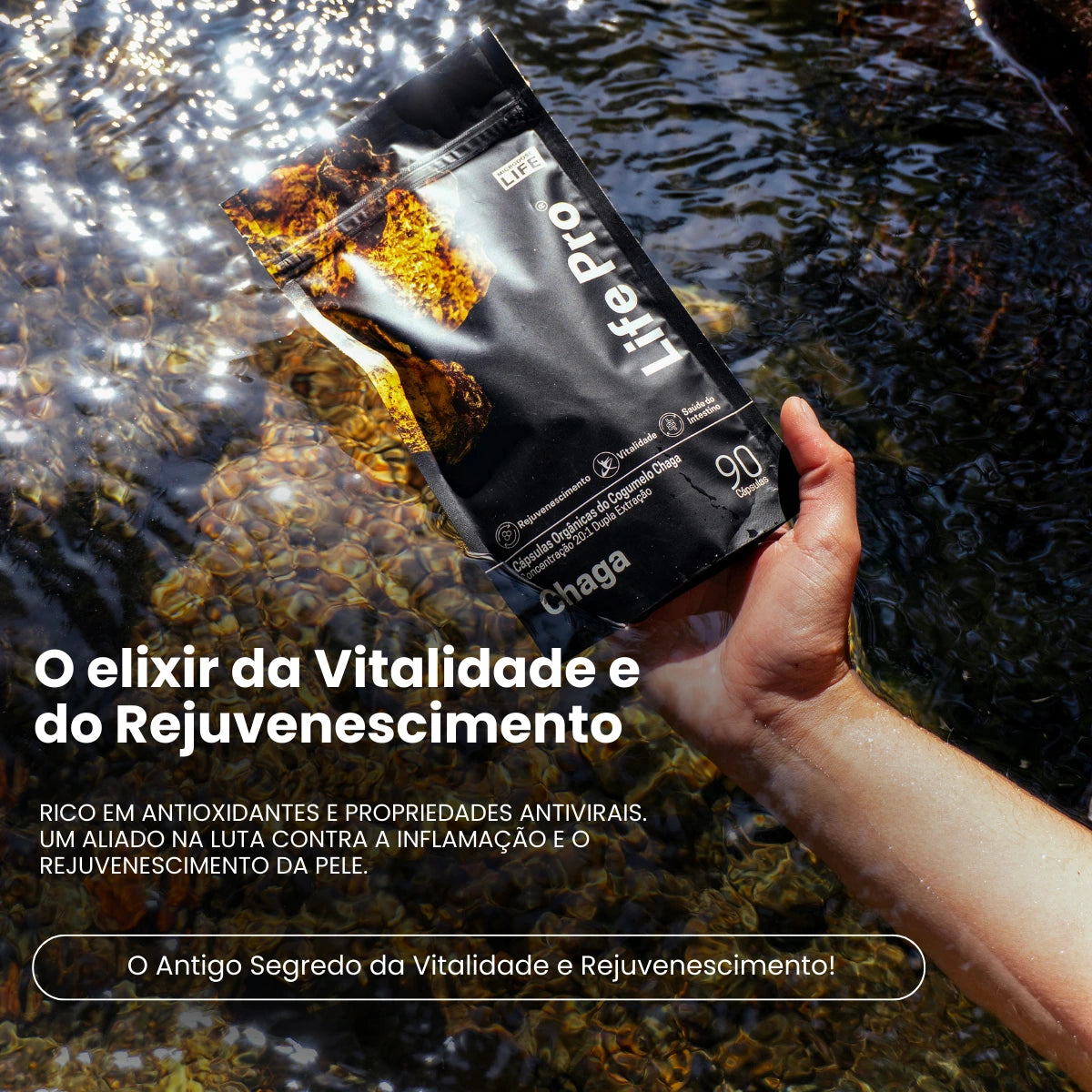 Cogumelo Chaga | Extrato Encapsulado 90 caps